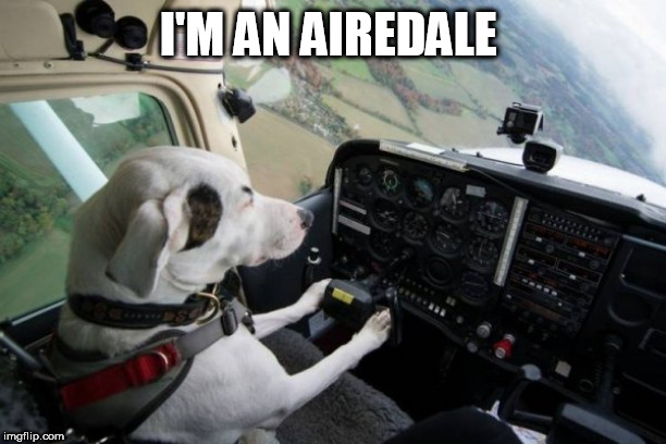 I'M AN AIREDALE | image tagged in doggy | made w/ Imgflip meme maker