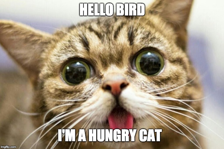 wide eyed cat | HELLO BIRD I'M A HUNGRY CAT | image tagged in wide eyed cat | made w/ Imgflip meme maker