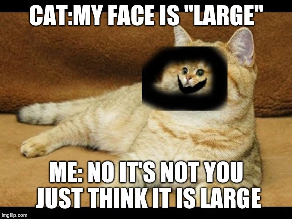 large face | CAT:MY FACE IS "LARGE"; ME: NO IT'S NOT YOU JUST THINK IT IS LARGE | image tagged in cats,memes,funny,funny memes | made w/ Imgflip meme maker