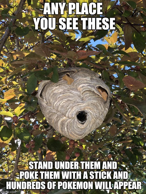 It's a good way to get a Charizard or a Mewtwo | ANY PLACE YOU SEE THESE; STAND UNDER THEM AND POKE THEM WITH A STICK AND HUNDREDS OF POKEMON WILL APPEAR | image tagged in pokemon,hornets nest,memes,hornets | made w/ Imgflip meme maker