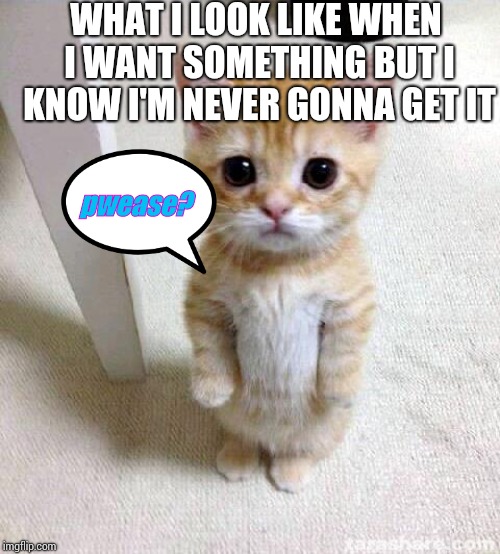 Cute Cat Meme | WHAT I LOOK LIKE WHEN I WANT SOMETHING BUT I KNOW I'M NEVER GONNA GET IT; pwease? | image tagged in memes,cute cat | made w/ Imgflip meme maker
