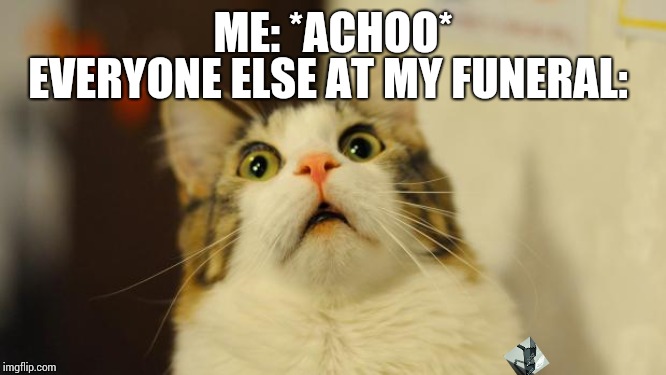 cat surprised | ME: *ACHOO*; EVERYONE ELSE AT MY FUNERAL: | image tagged in cat surprised | made w/ Imgflip meme maker