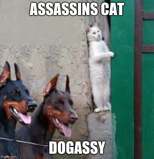 they will never find me | ASSASSINS CAT; DOGASSY | image tagged in cats | made w/ Imgflip meme maker