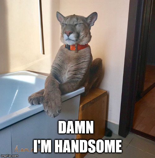 DAMN; I'M HANDSOME | image tagged in handsomekitty | made w/ Imgflip meme maker