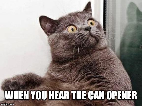 Surprised cat | WHEN YOU HEAR THE CAN OPENER | image tagged in surprised cat | made w/ Imgflip meme maker