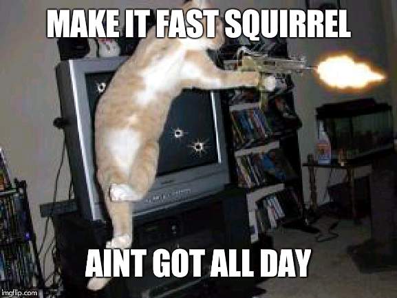 Machine Gun Cat | MAKE IT FAST SQUIRREL AINT GOT ALL DAY | image tagged in machine gun cat | made w/ Imgflip meme maker