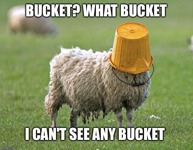 stupid sheep | BUCKET? WHAT BUCKET; I CAN'T SEE ANY BUCKET | image tagged in stupid sheep | made w/ Imgflip meme maker