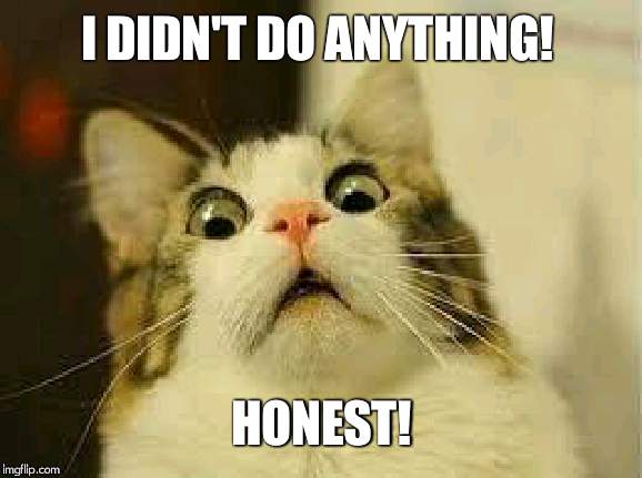 shocked cat | I DIDN'T DO ANYTHING! HONEST! | image tagged in shocked cat | made w/ Imgflip meme maker