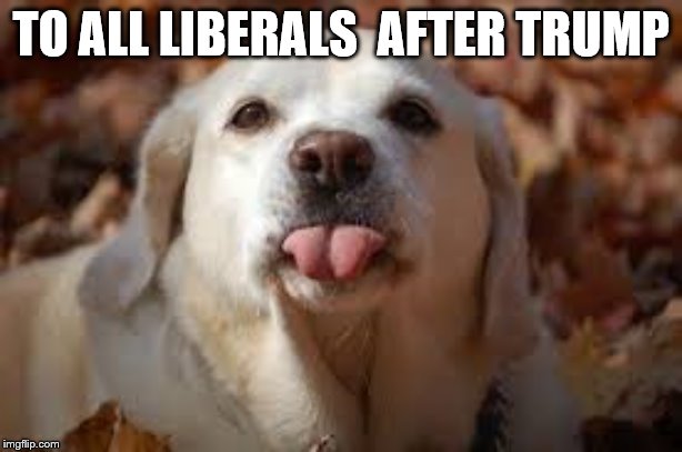 Dog Sticking Tongue Out | TO ALL LIBERALS  AFTER TRUMP | image tagged in dog sticking tongue out | made w/ Imgflip meme maker