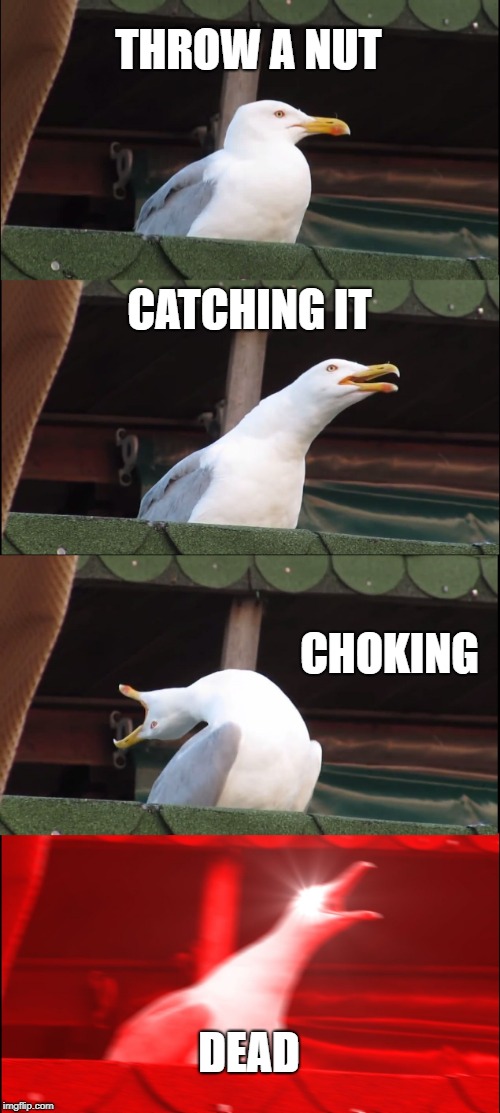 Inhaling Seagull | THROW A NUT; CATCHING IT; CHOKING; DEAD | image tagged in memes,inhaling seagull | made w/ Imgflip meme maker