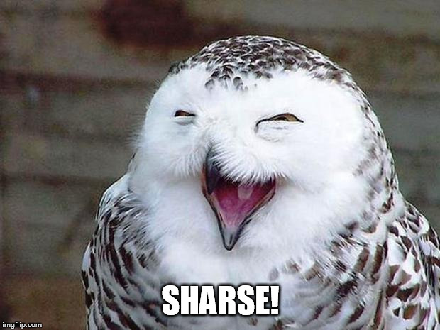 owl happy | SHARSE! | image tagged in owl happy | made w/ Imgflip meme maker