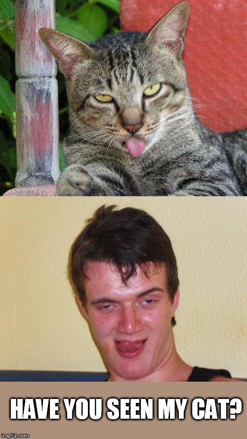 Catnip. Not. Even. Once. | HAVE YOU SEEN MY CAT? | image tagged in 10 guy stoned,catnip cat,10 guy | made w/ Imgflip meme maker