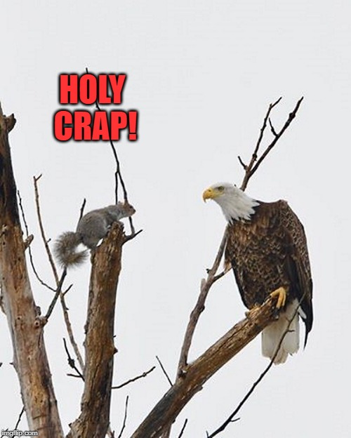 wrong place at the wrong time | HOLY CRAP! | image tagged in squirrel,eagle,oh oh,holy crap | made w/ Imgflip meme maker