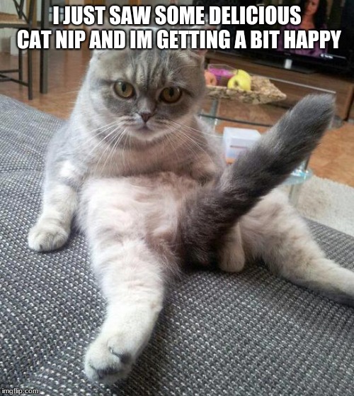 Sexy Cat | I JUST SAW SOME DELICIOUS CAT NIP AND IM GETTING A BIT HAPPY | image tagged in memes,sexy cat | made w/ Imgflip meme maker