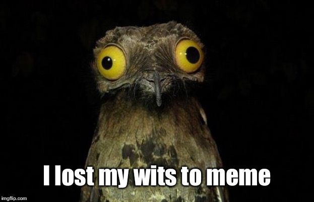 Weird Stuff I Do Potoo Meme | I lost my wits to meme | image tagged in memes,weird stuff i do potoo | made w/ Imgflip meme maker