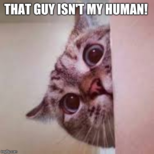 scared cat | THAT GUY ISN'T MY HUMAN! | image tagged in scared cat | made w/ Imgflip meme maker