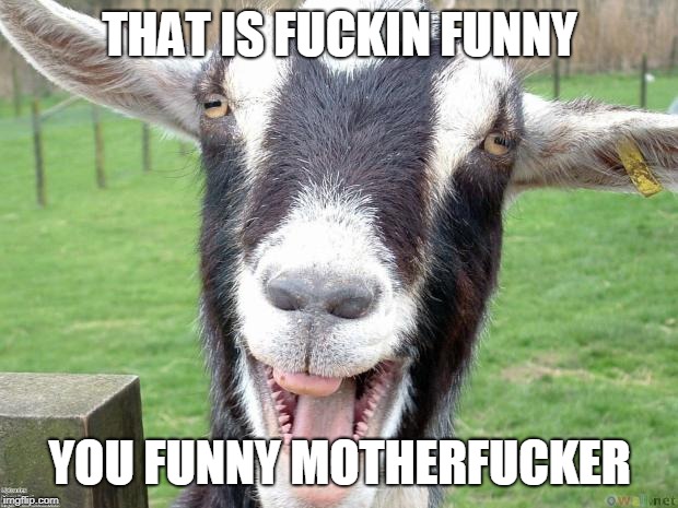 Funny Goat | THAT IS F**KIN FUNNY YOU FUNNY MOTHERF**KER | image tagged in funny goat | made w/ Imgflip meme maker