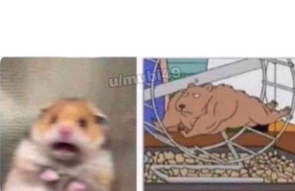 High Quality Hamster Blank Meme Template