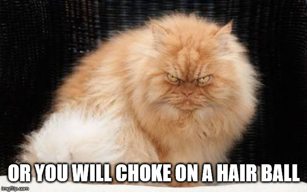 Truly evil | OR YOU WILL CHOKE ON A HAIR BALL | image tagged in evil cats | made w/ Imgflip meme maker