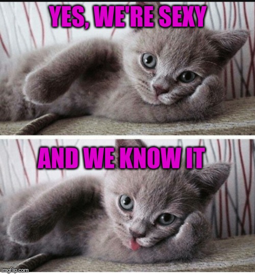 Sexy kitten  | YES, WE'RE SEXY AND WE KNOW IT | image tagged in sexy kitten | made w/ Imgflip meme maker