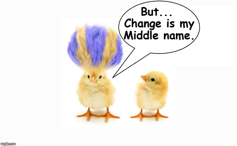 Introducing Dick C. Chick | But... Change is my Middle name. | image tagged in vince vance,baby chickens,chicks,big hair,chicken,albert eggstein | made w/ Imgflip meme maker