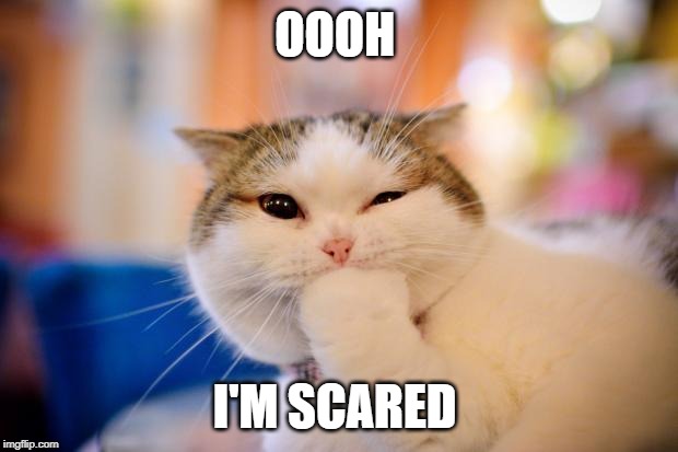 thinking cat | OOOH I'M SCARED | image tagged in thinking cat | made w/ Imgflip meme maker