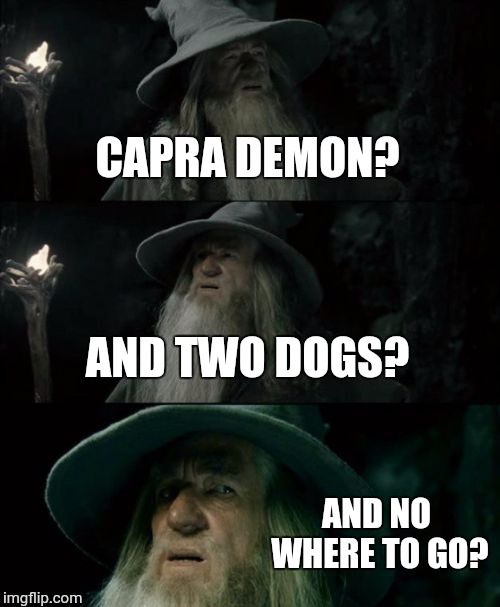 Confused Gandalf Meme | CAPRA DEMON? AND TWO DOGS? AND NO WHERE TO GO? | image tagged in memes,confused gandalf | made w/ Imgflip meme maker