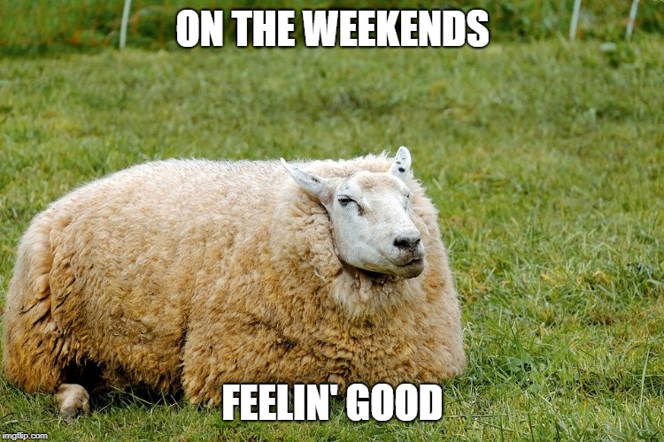 ON THE WEEKENDS; FEELIN' GOOD | image tagged in funny,relaxing,sheep | made w/ Imgflip meme maker