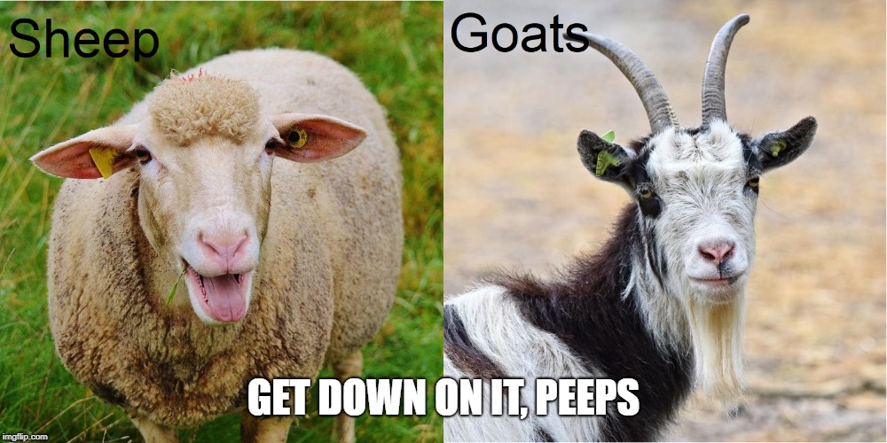 GET DOWN ON IT, PEEPS | image tagged in sheep,comparison | made w/ Imgflip meme maker