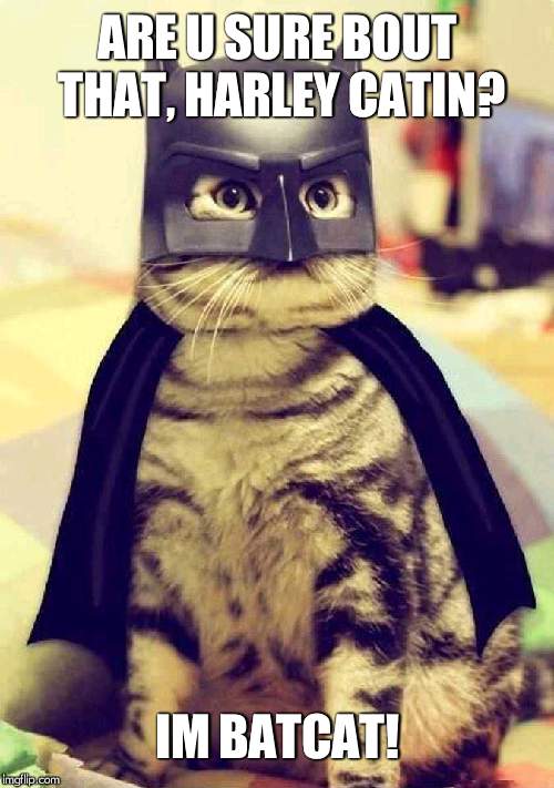 BatCat | ARE U SURE BOUT THAT, HARLEY CATIN? IM BATCAT! | image tagged in batcat | made w/ Imgflip meme maker