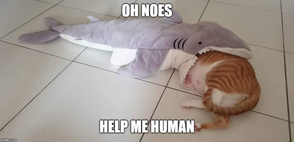 Help me Human | OH NOES; HELP ME HUMAN | image tagged in cat,cats,lolcats,lolz,cute cat,cute | made w/ Imgflip meme maker