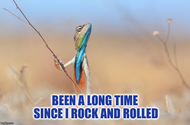 Lizard | BEEN A LONG TIME SINCE I ROCK AND ROLLED | image tagged in lizard | made w/ Imgflip meme maker