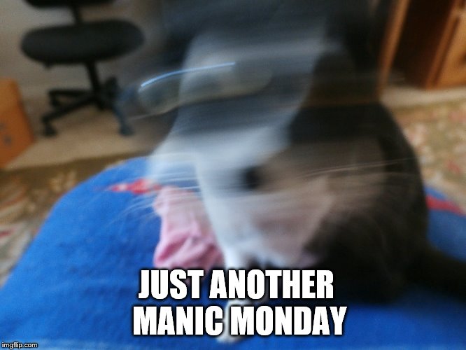 waiting for my eyeballs to catch up | JUST ANOTHER MANIC MONDAY | image tagged in meme,cat,monday | made w/ Imgflip meme maker