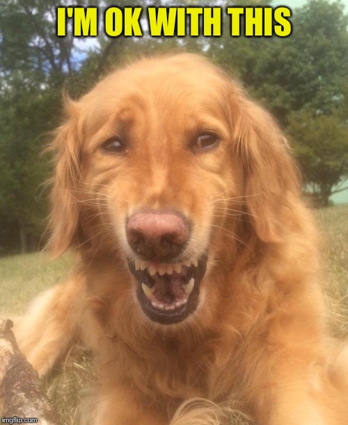 Awkward Smile Dog | I'M OK WITH THIS | image tagged in awkward smile dog | made w/ Imgflip meme maker