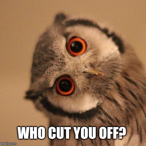 inquisitve owl | WHO CUT YOU OFF? | image tagged in inquisitve owl | made w/ Imgflip meme maker