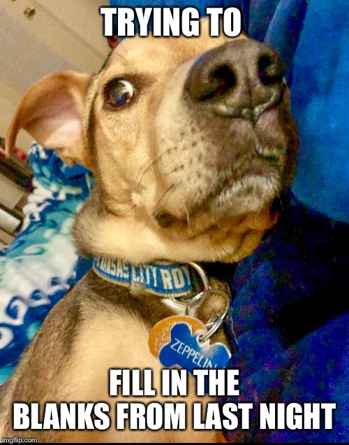 Still drunk from last night  | TRYING TO; FILL IN THE BLANKS FROM LAST NIGHT | image tagged in memes,dogs,funny memes,drunk,hungover,funny dogs | made w/ Imgflip meme maker