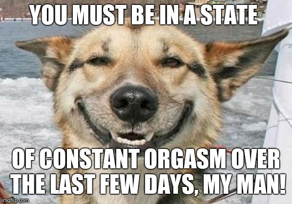 smiling dog | YOU MUST BE IN A STATE OF CONSTANT ORGASM OVER THE LAST FEW DAYS, MY MAN! | image tagged in smiling dog | made w/ Imgflip meme maker