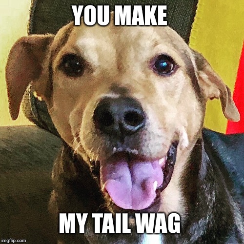 Smiling dog  | YOU MAKE; MY TAIL WAG | image tagged in happy,dog memes,happy dog,smiling dog,aww,cute | made w/ Imgflip meme maker