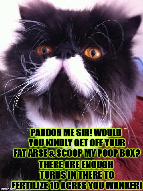 PARDON ME SIR! WOULD YOU KINDLY GET OFF YOUR FAT ARSE & SCOOP MY POOP BOX? THERE ARE ENOUGH TURDS IN THERE TO FERTILIZE 10 ACRES YOU WANKER! | image tagged in british cat | made w/ Imgflip meme maker