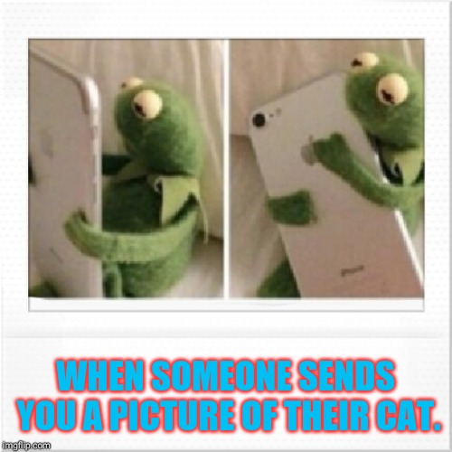 Kermit phone hug | WHEN SOMEONE SENDS YOU A PICTURE OF THEIR CAT. | image tagged in kermit phone hug | made w/ Imgflip meme maker