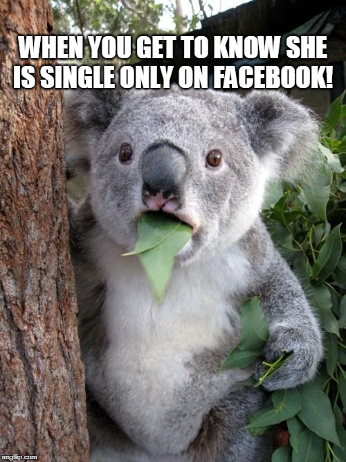Surprised Koala Meme | WHEN YOU GET TO KNOW SHE IS SINGLE ONLY ON FACEBOOK! | image tagged in memes,surprised koala | made w/ Imgflip meme maker