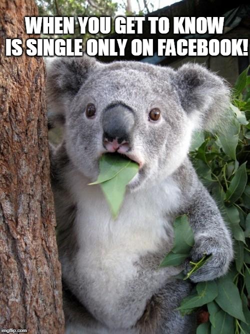 Surprised Koala Meme | WHEN YOU GET TO KNOW IS SINGLE ONLY ON FACEBOOK! | image tagged in memes,surprised koala | made w/ Imgflip meme maker