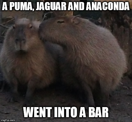 a puma went into a bar | A PUMA, JAGUAR AND ANACONDA; WENT INTO A BAR | image tagged in capybara,joke,puma | made w/ Imgflip meme maker