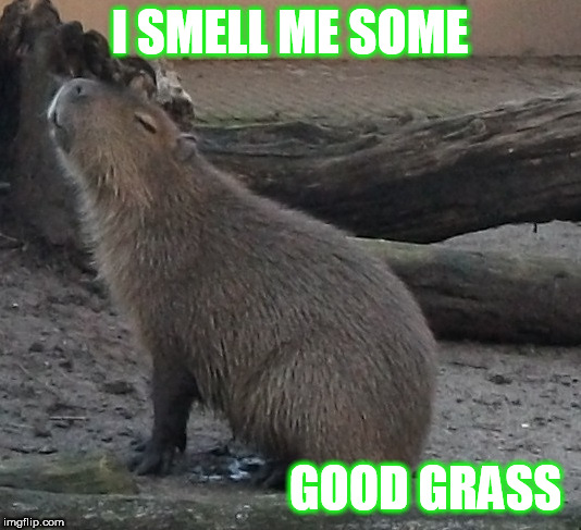 good grass | I SMELL ME SOME; GOOD GRASS | image tagged in capybara,grass,smell | made w/ Imgflip meme maker