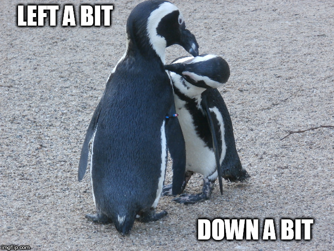 left a bit | LEFT A BIT; DOWN A BIT | image tagged in penguins,scratching | made w/ Imgflip meme maker