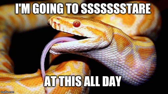 high af snake | I'M GOING TO SSSSSSSTARE AT THIS ALL DAY | image tagged in high af snake | made w/ Imgflip meme maker