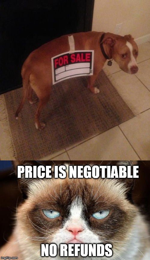 PRICE IS NEGOTIABLE; NO REFUNDS | image tagged in memes,grumpy cat not amused,for sale | made w/ Imgflip meme maker