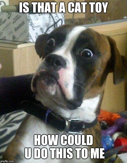 Surprised Dog | IS THAT A CAT TOY; HOW COULD U DO THIS TO ME | image tagged in surprised dog | made w/ Imgflip meme maker