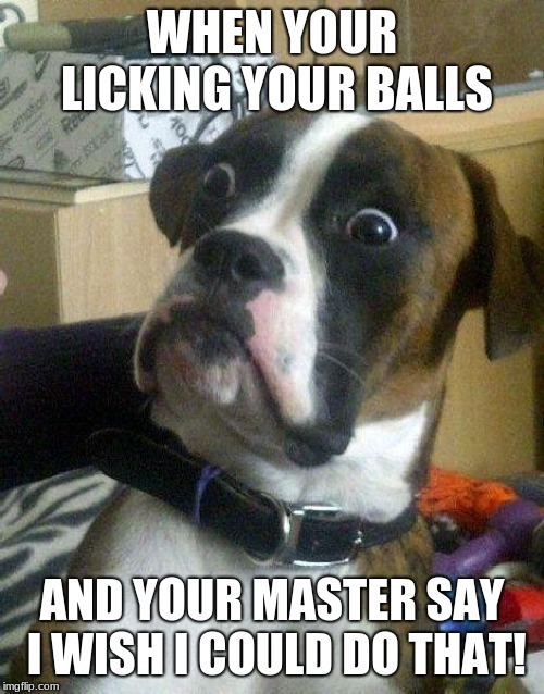 Surprised Dog | WHEN YOUR LICKING YOUR BALLS; AND YOUR MASTER SAY I WISH I COULD DO THAT! | image tagged in surprised dog | made w/ Imgflip meme maker
