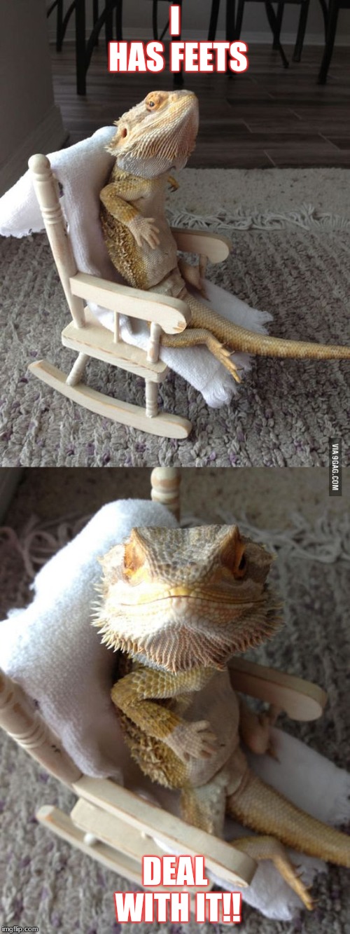 I HAS FEETS; DEAL WITH IT!! | image tagged in bearded dragon | made w/ Imgflip meme maker